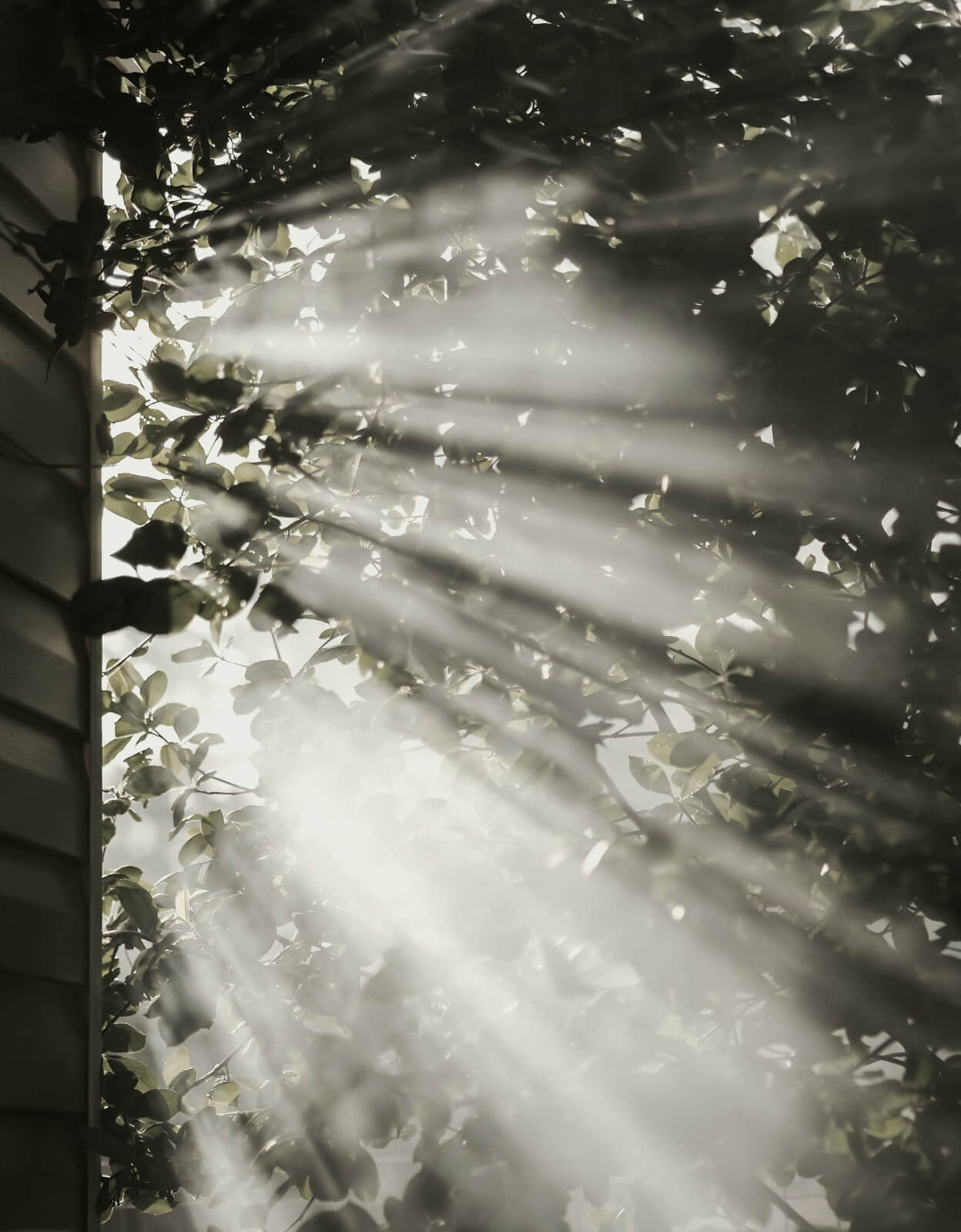 Sonnenlicht fällt durch Blätter an einem Baum